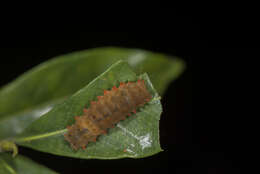 Image of Eterusia aedea formosana Jordan 1907