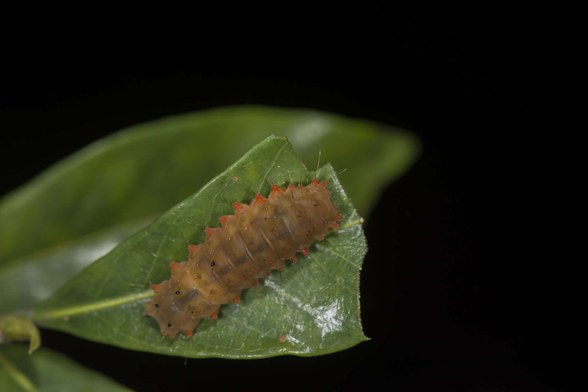 Image of Eterusia aedea formosana Jordan 1907