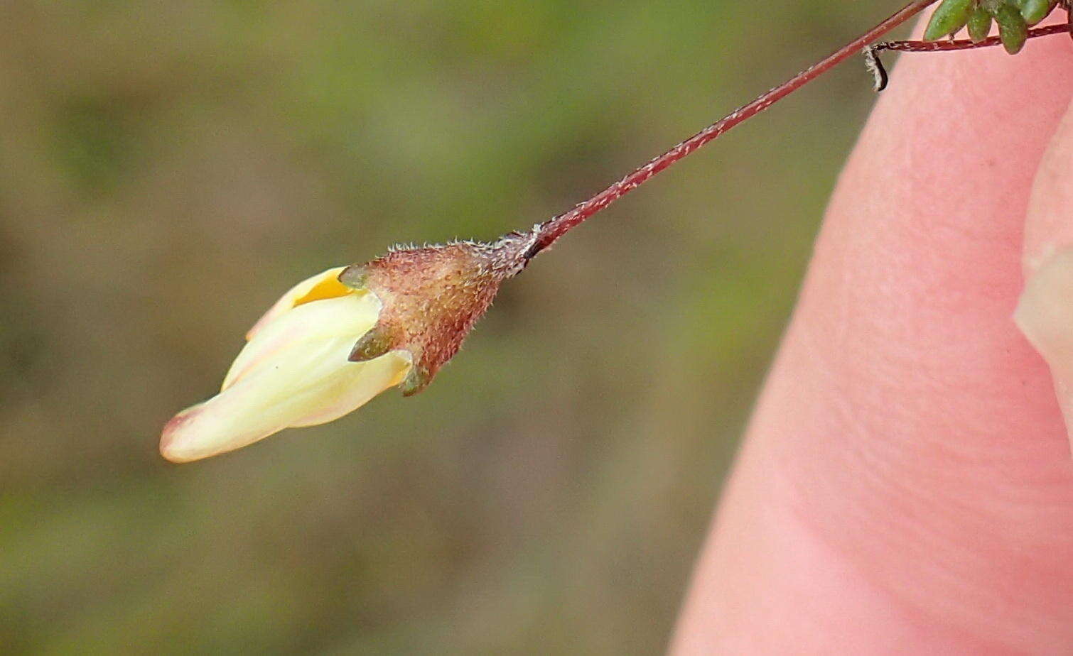 Image of Aspalathus tenuissima R. Dahlgren