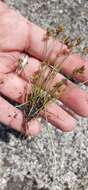 Image of Isolepis marginata (Thunb.) A. Dietr.