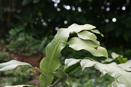 Image of Dutchman's Pipe Cactus