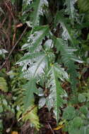 Image of Ficus ampelas Burm. fil.