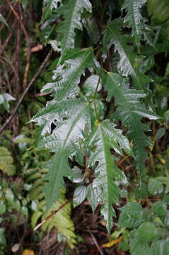 Ficus ampelas Burm. fil. resmi