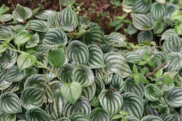 Image of Peperomia argyreia (Miq.) E. Morr.