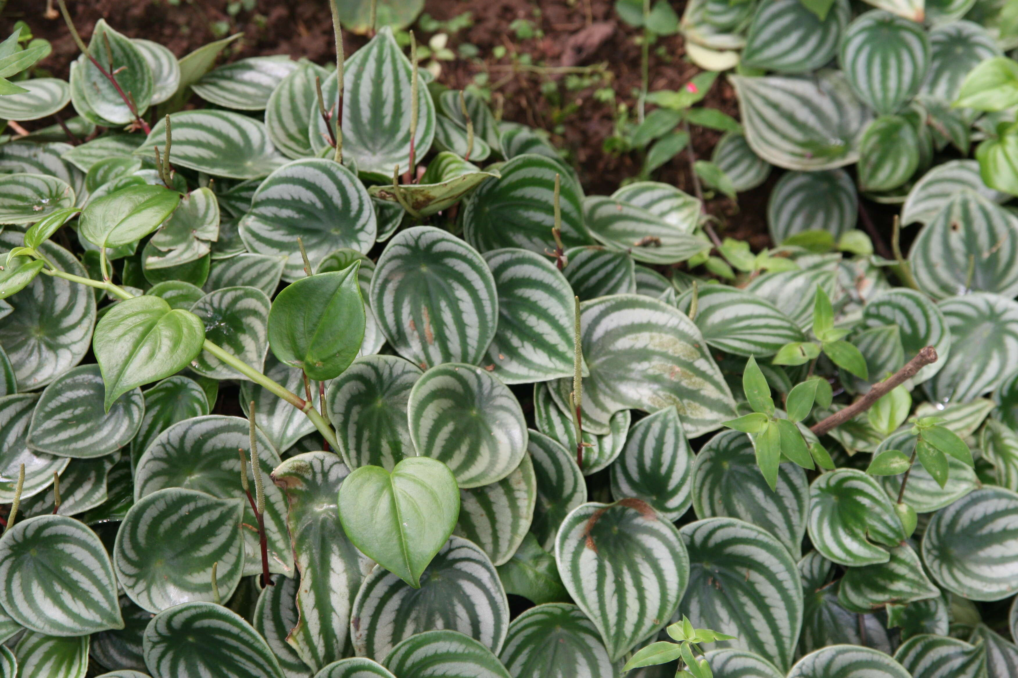 Image of Peperomia argyreia (Miq.) E. Morr.