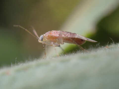 Psallus haematodes (Gmelin 1790) resmi