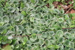 Image of Peperomia argyreia (Miq.) E. Morr.