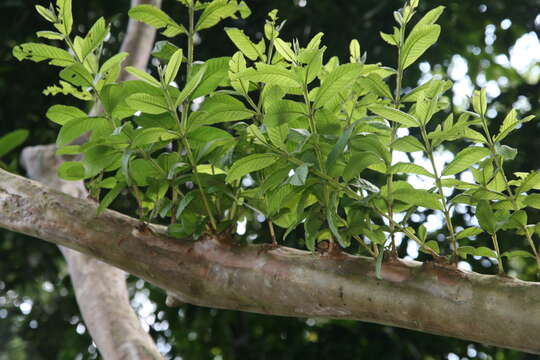 Image of guava