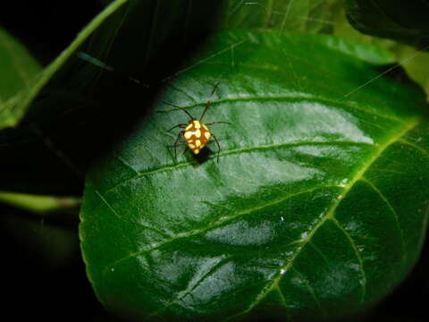 Image of Theridion quadratum (O. Pickard-Cambridge 1882)