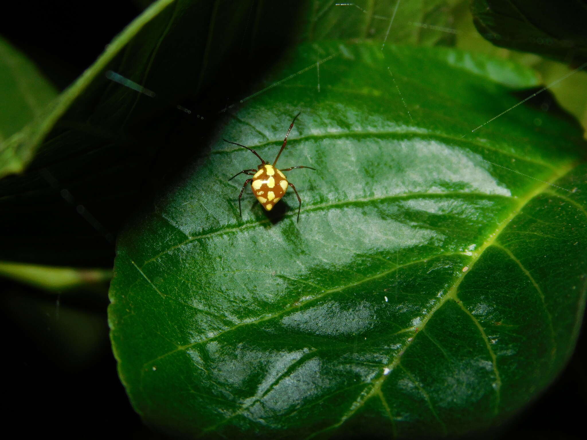 Image of Theridion quadratum (O. Pickard-Cambridge 1882)