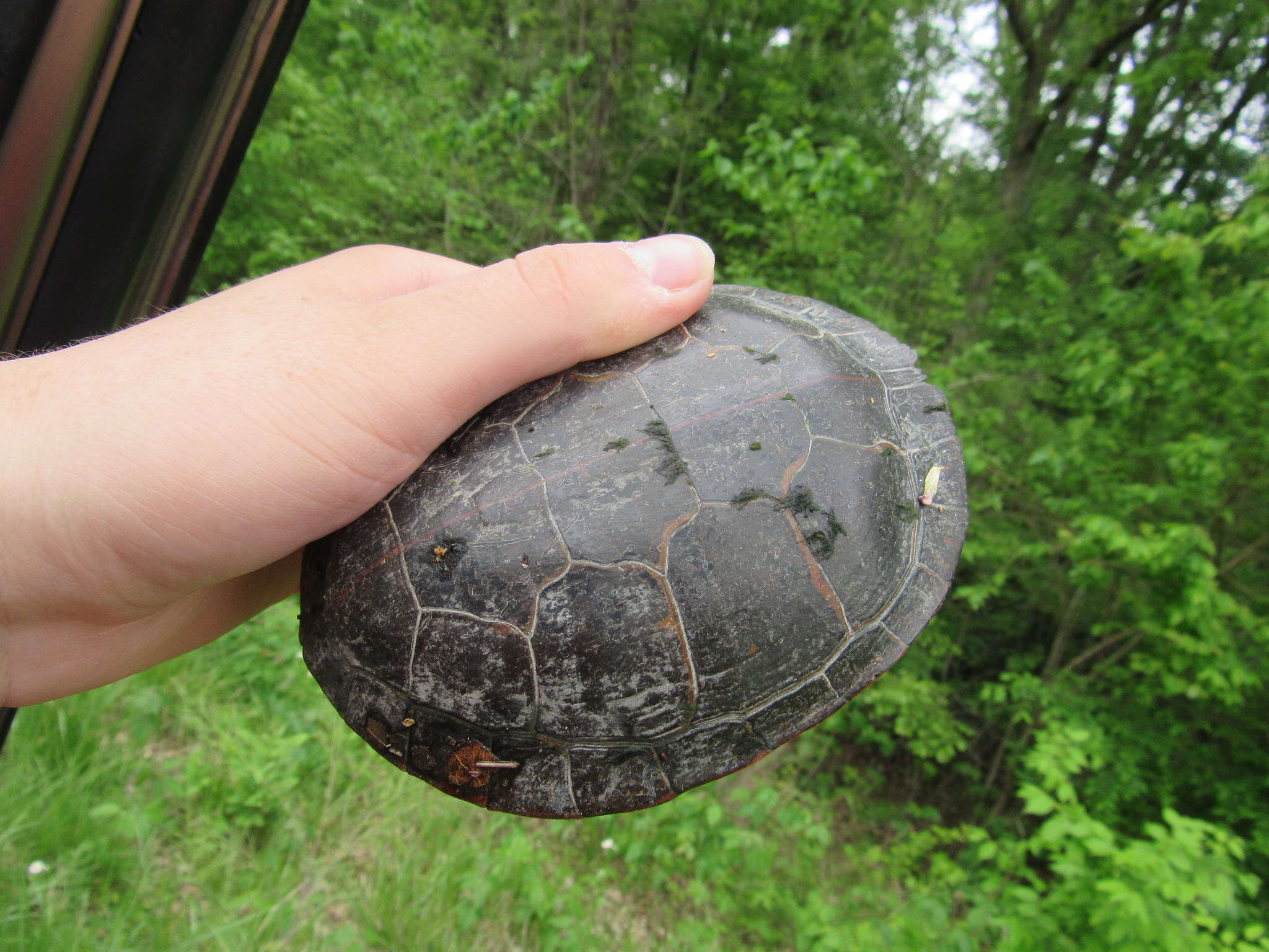 Image of Southern painted turtle