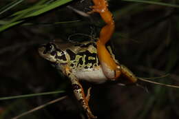 Image of Rattling Frog