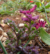 Image of Fumitory