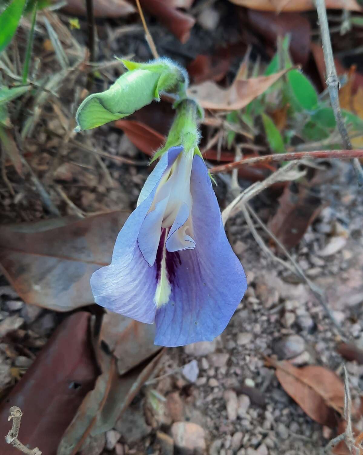 صورة Clitoria guianensis (Aubl.) Benth.