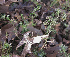 Image of Butler's sandparsley