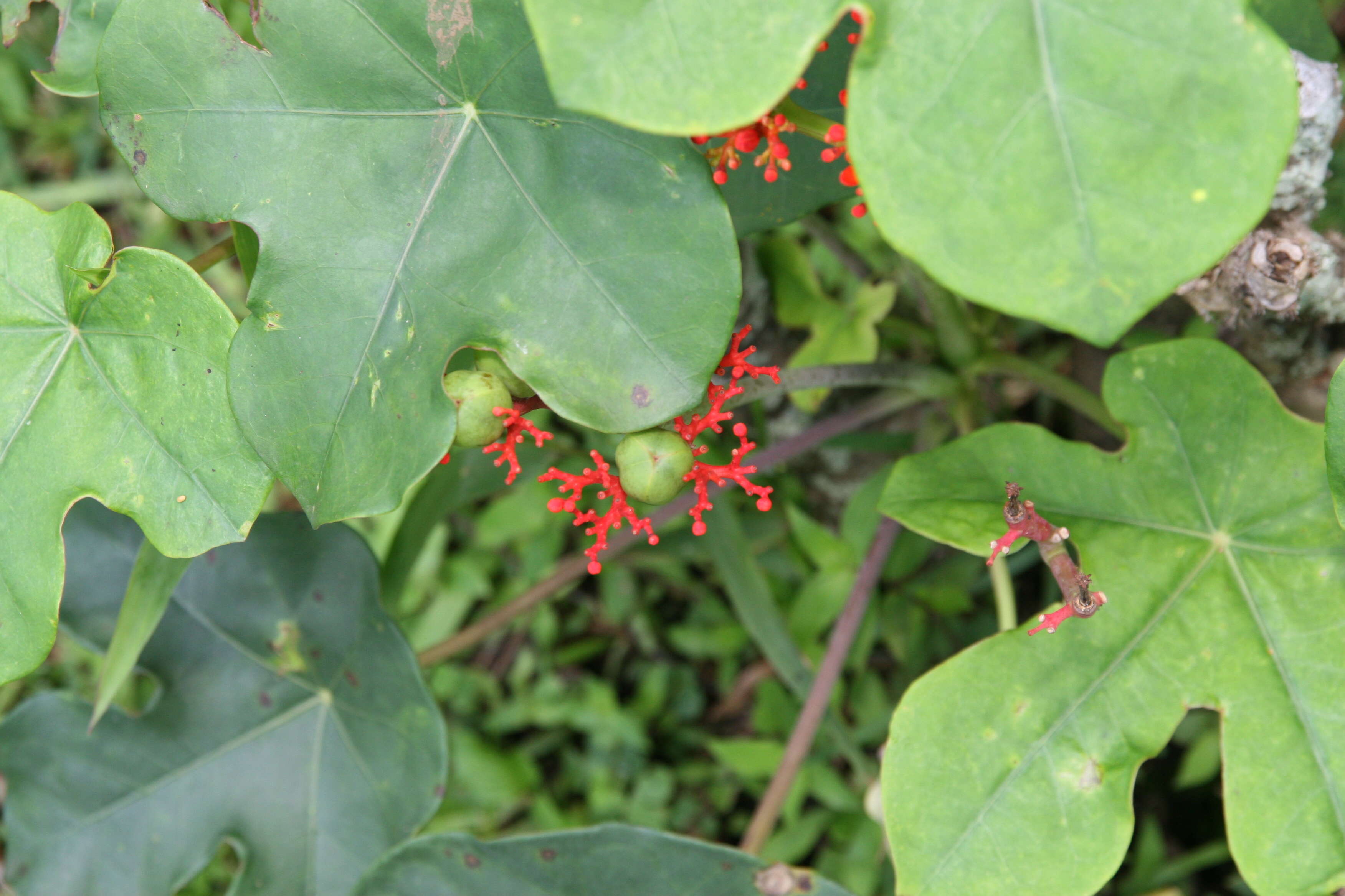 Image of goutystalk nettlespurge