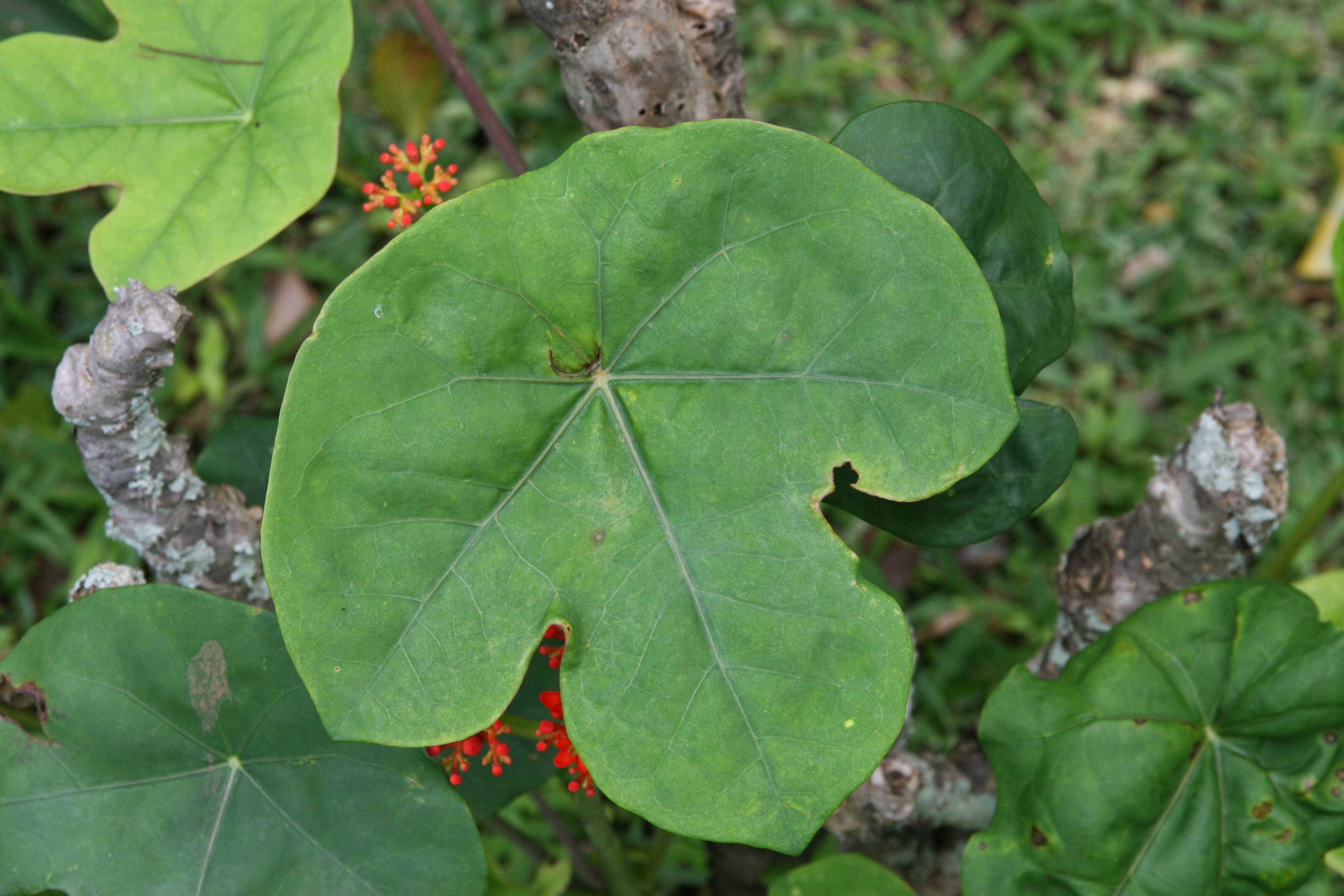 Image of goutystalk nettlespurge