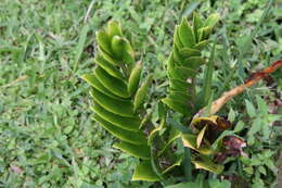 Imagem de Zamioculcas zamiifolia (G. Lodd.) Engl.