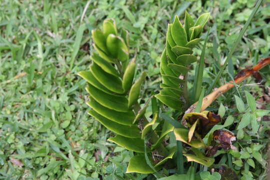 Imagem de Zamioculcas zamiifolia (G. Lodd.) Engl.