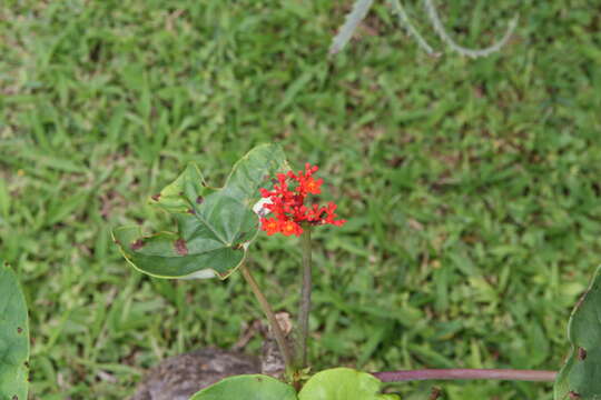 Imagem de Jatropha podagrica Hook.