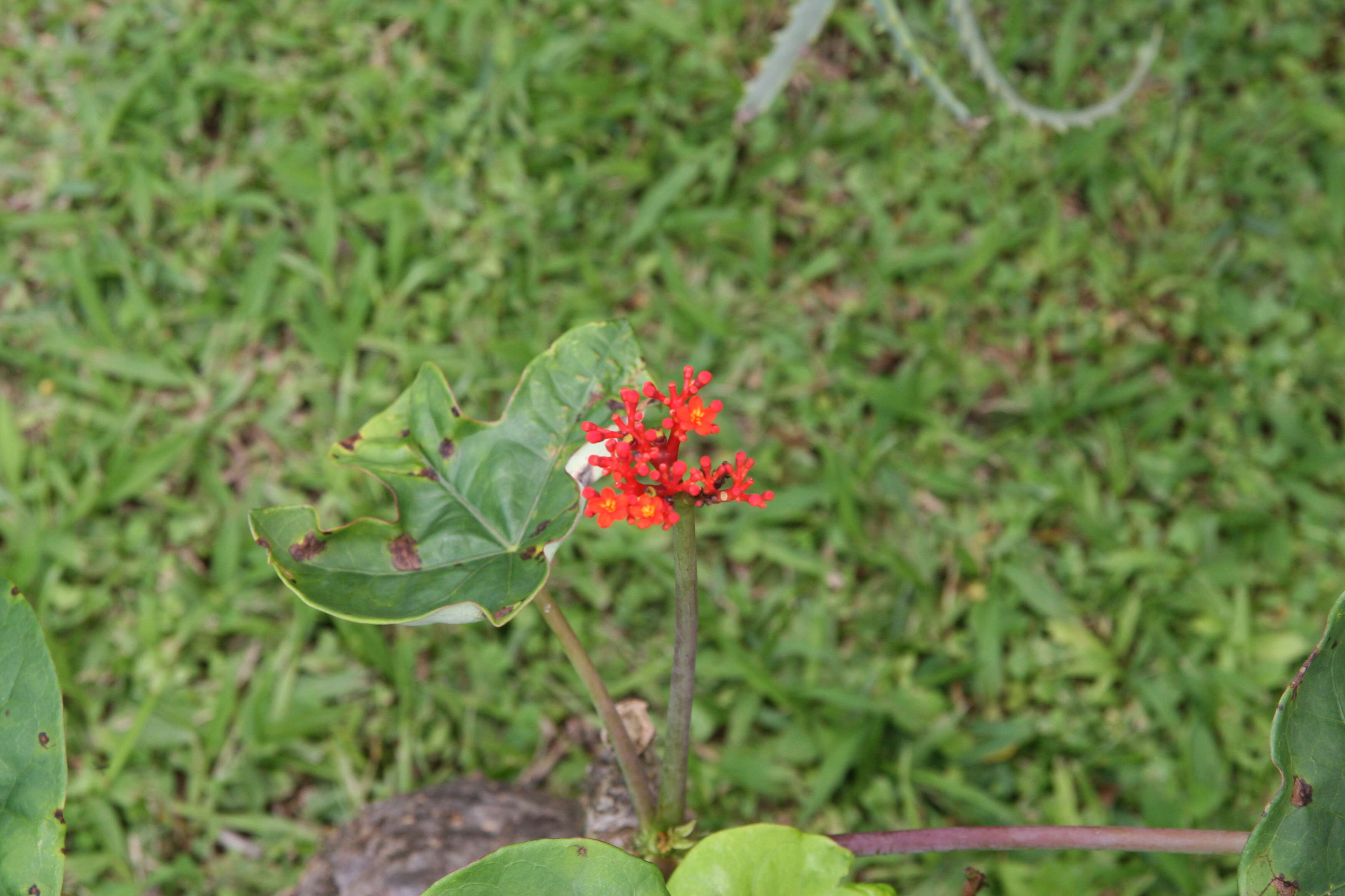 Image of goutystalk nettlespurge