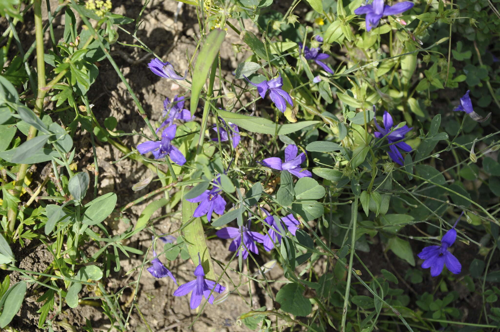 Image of Consolida regalis subsp. divaricata (Ledeb.) Munz