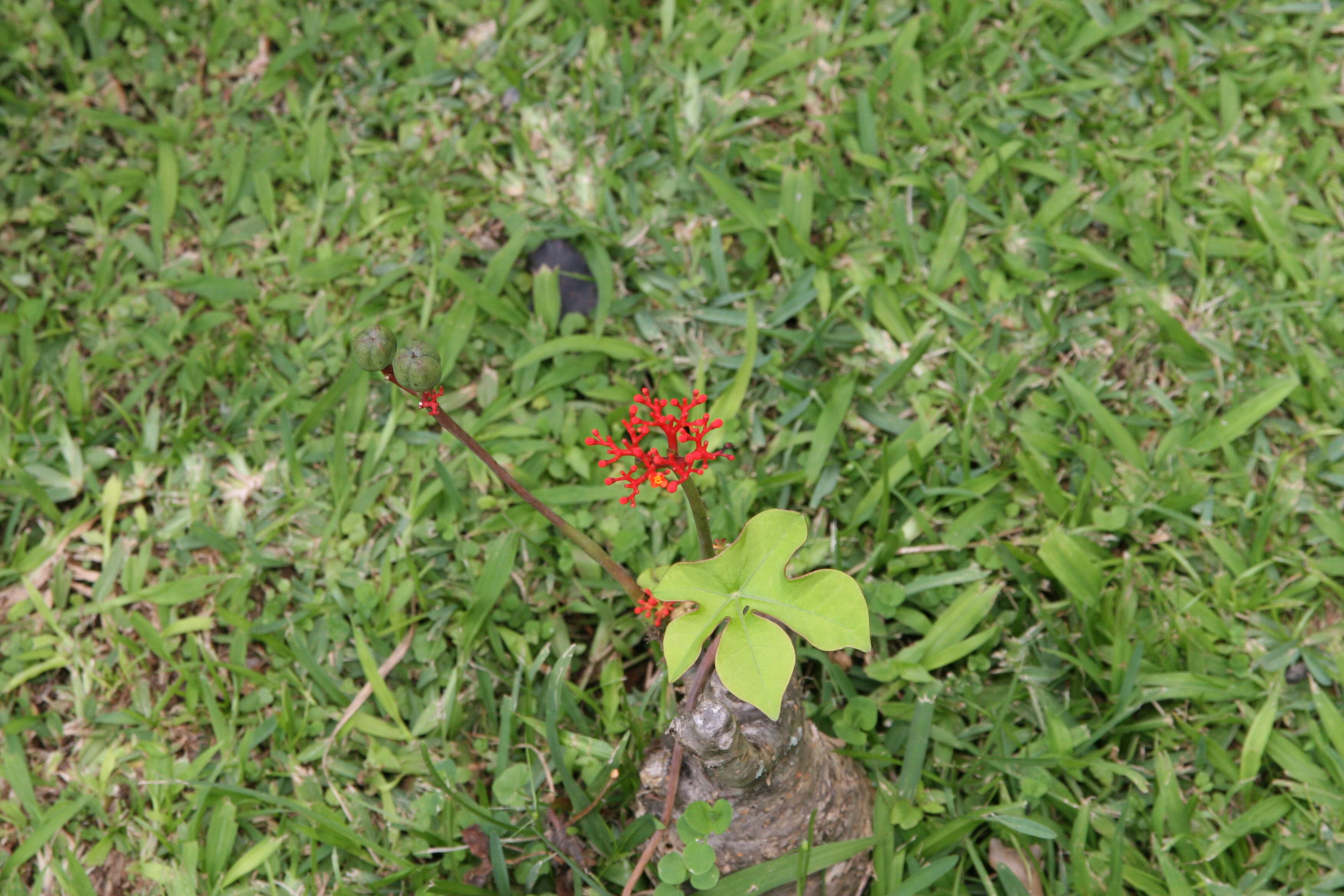 Imagem de Jatropha podagrica Hook.