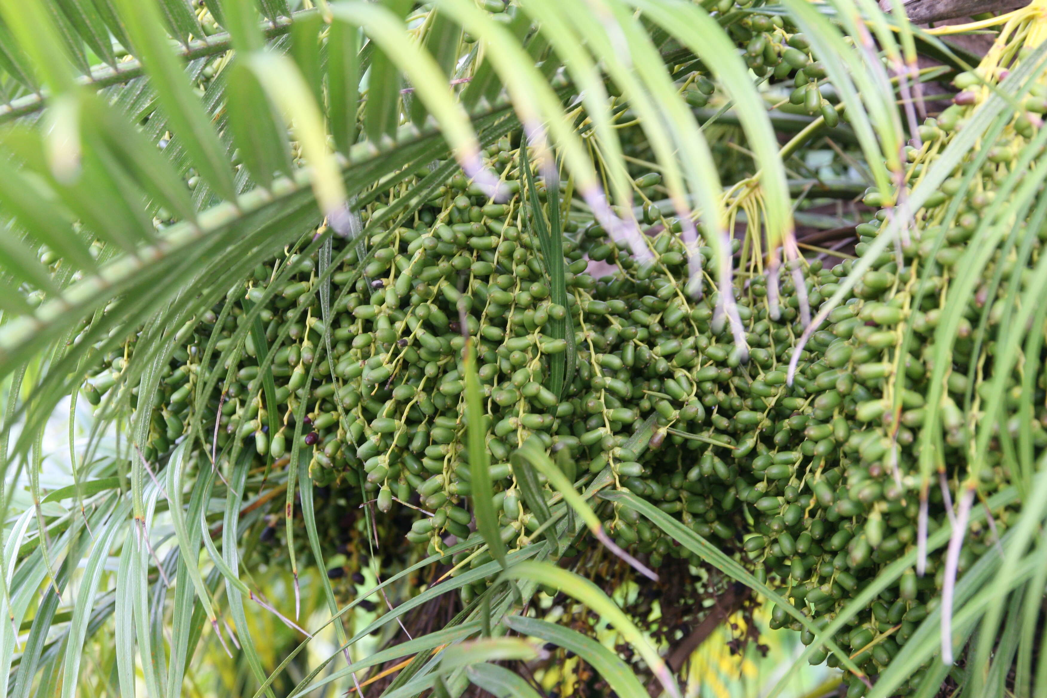 Image of pygmy date palm