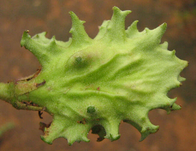 Image of Devil's claw