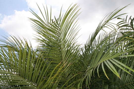 Image of pygmy date palm