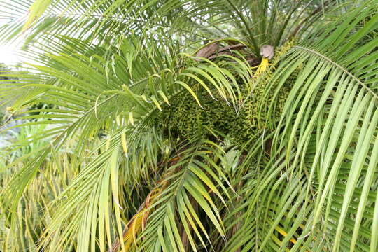 Image of pygmy date palm