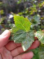 Image of Ribes altissimum Turcz. ex Pojark.