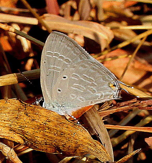 Imagem de Catochrysops