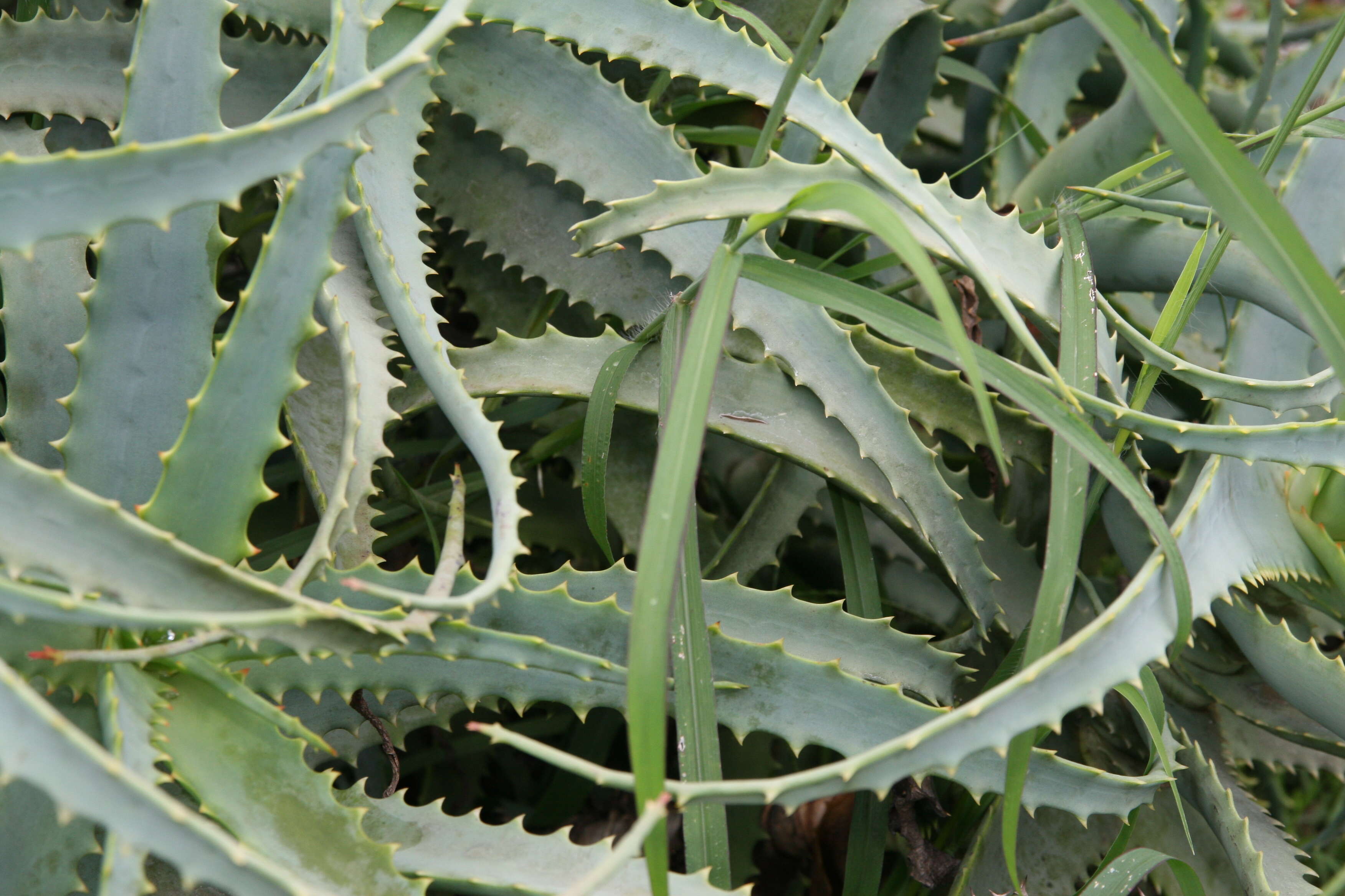 Image of candelabra aloe