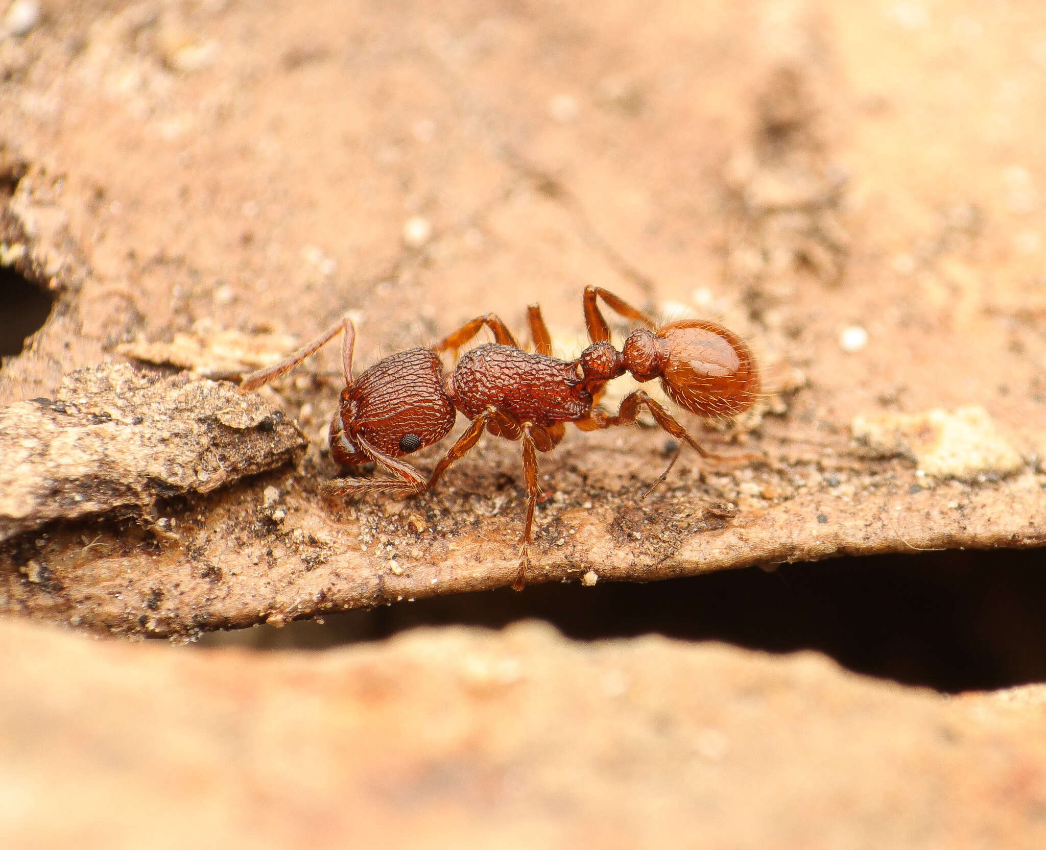 Image of Tetramorium spinosum (Pergande 1896)