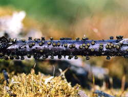 Image of Godronia uberiformis J. W. Groves 1965