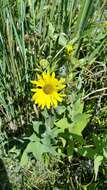 Image of ashy sunflower