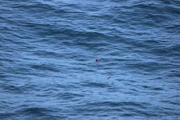 Image of Tufted Puffin