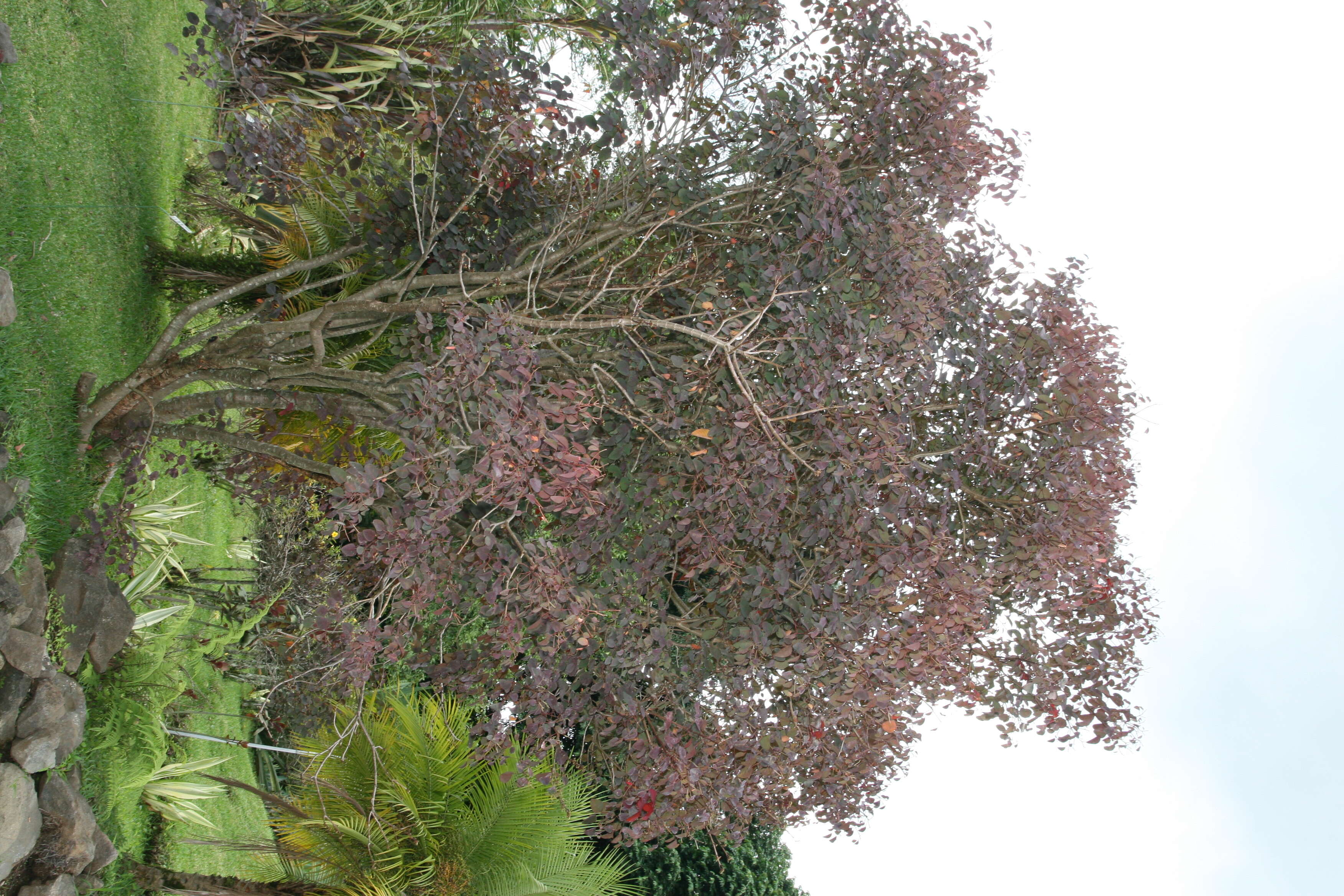 Image of Mexican shrubby spurge