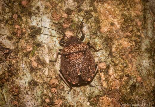 Image of Homalocoris Perty 1833