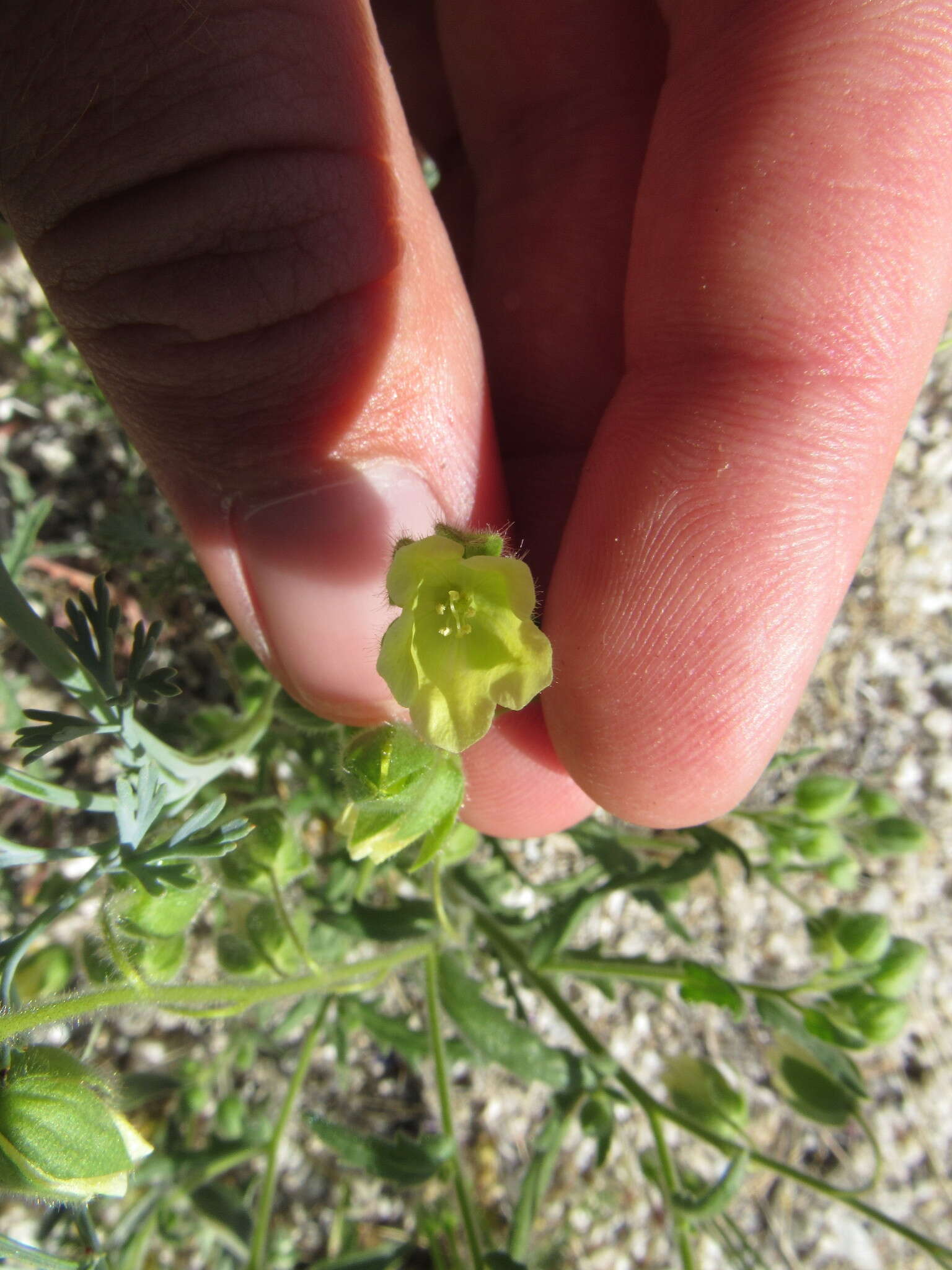 Plancia ëd Emmenanthe penduliflora var. penduliflora