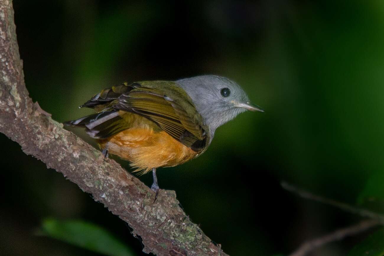 Imagem de Mionectes rufiventris Cabanis 1846