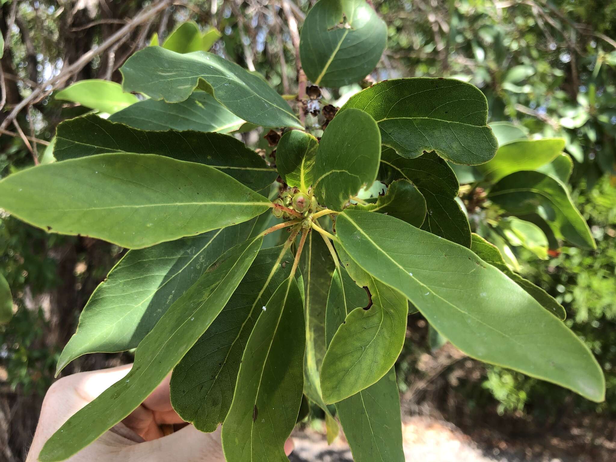 Lophostemon grandiflorus (Benth.) P. G. Wilson & J. T. Waterhouse的圖片