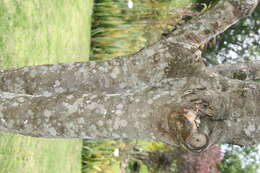 Image of African senna
