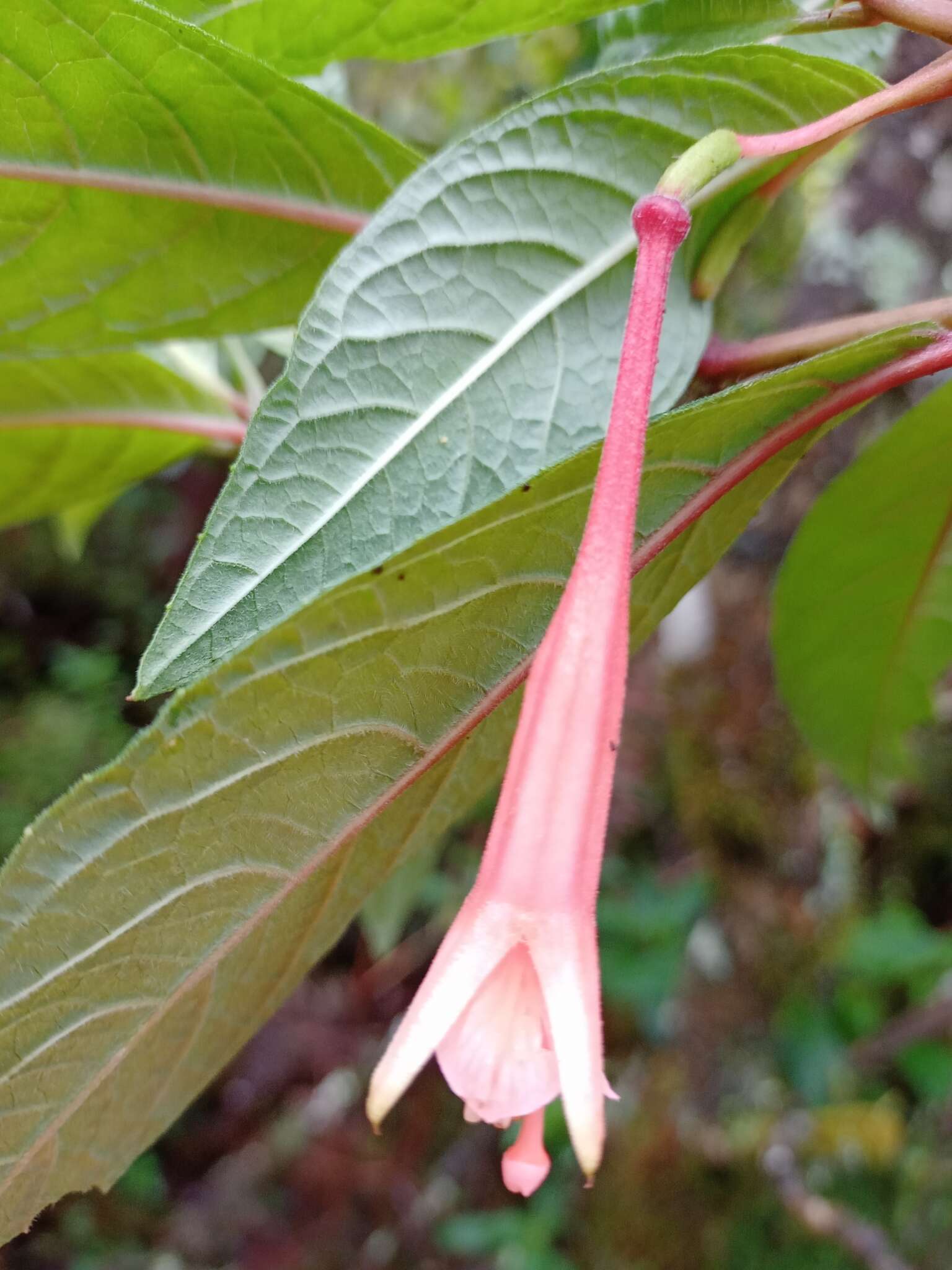 Image of Fuchsia campii P. E. Berry