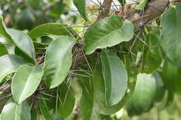 صورة Pereskia grandifolia Haw.