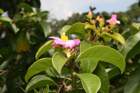 صورة Pereskia grandifolia Haw.