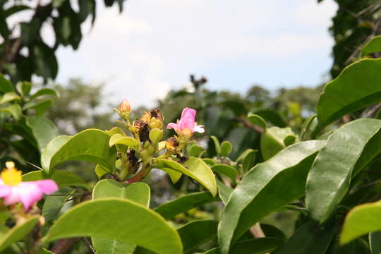 صورة Pereskia grandifolia Haw.