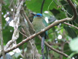 Image of Keel-billed Motmot