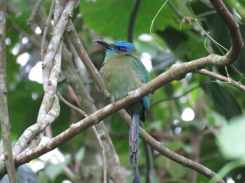 Image of Keel-billed Motmot